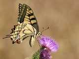 Machaon