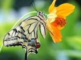 Machaon