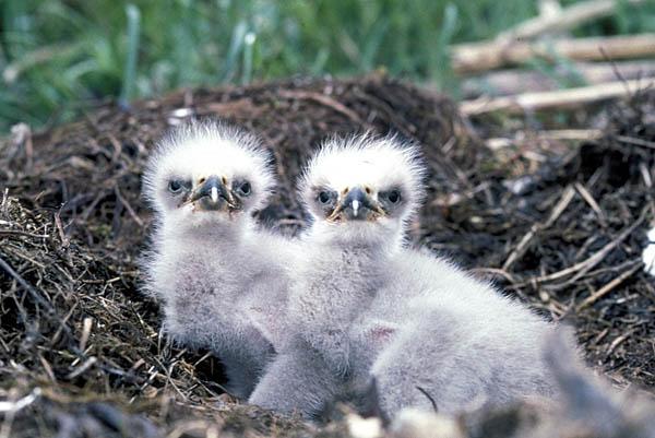 Poussins du pygargue à tête blanche