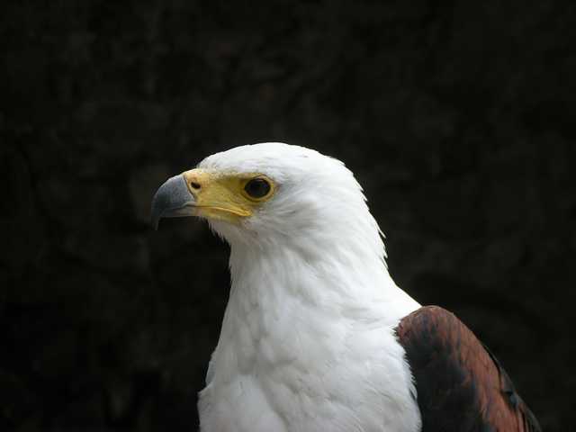 Aigle pêcheur 