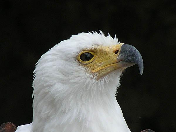 Aigle pêcheur 