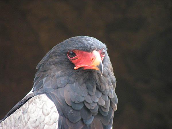 Aigle bateleur 