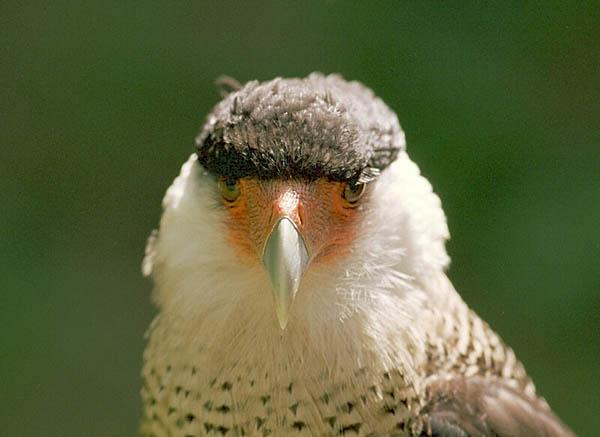 Caracara 