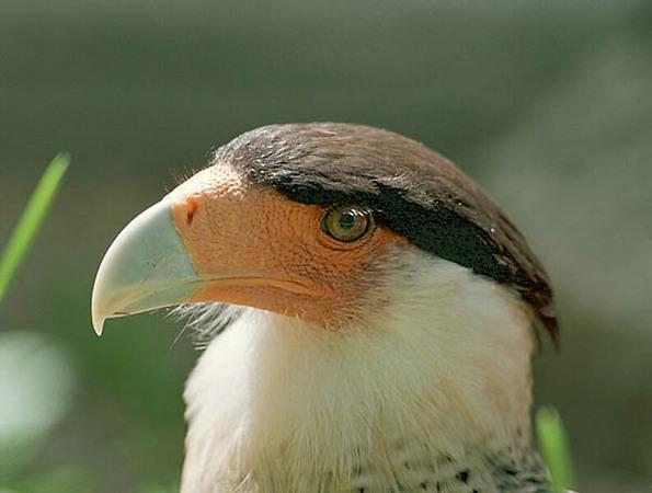 Caracara 