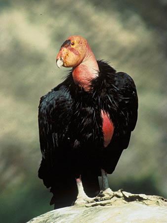 Condor de Californie (mâle) 