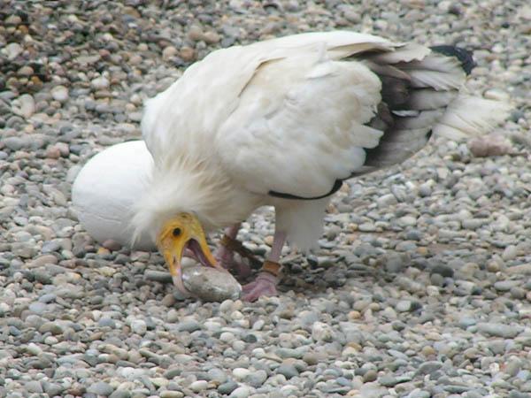 Vautour égyptien ou percnoptère  