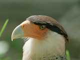 Caracara 