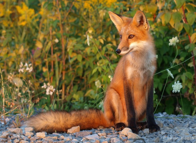 Un jeune renard roux