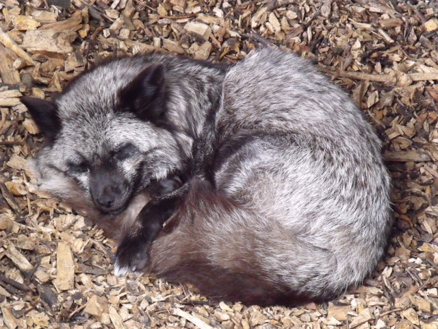 Un renard argenté