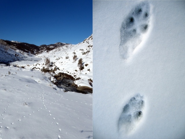 Des pistes de renards