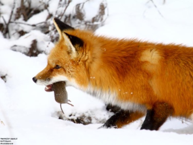 Un renard et sa proie