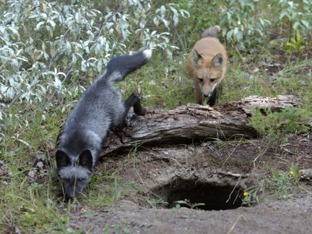 Jeunes renards devant un terrier