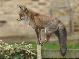 Un renard urbain