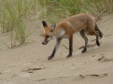 Un renard côtier