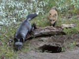 Jeunes renards devant un terrier