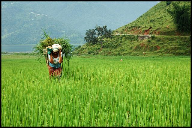 Herbes servent de fourrage au bétail 