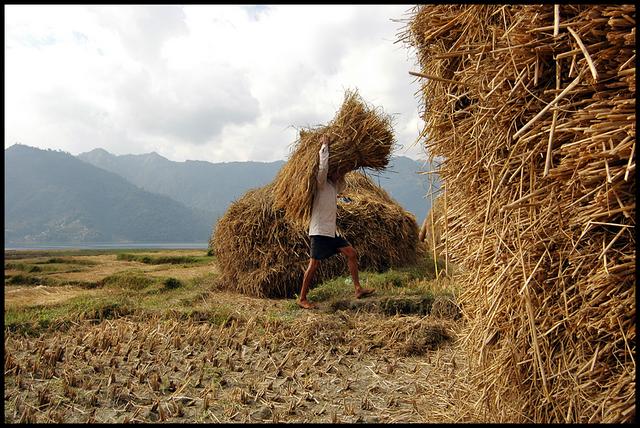 Transport du riz