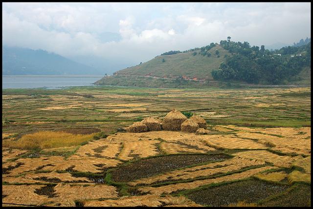 Meules sur les rives du lac Phewa  