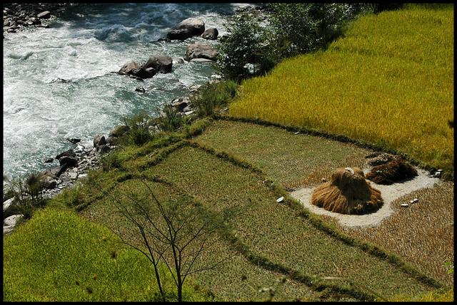 Meules au bord de la Modi Khola 