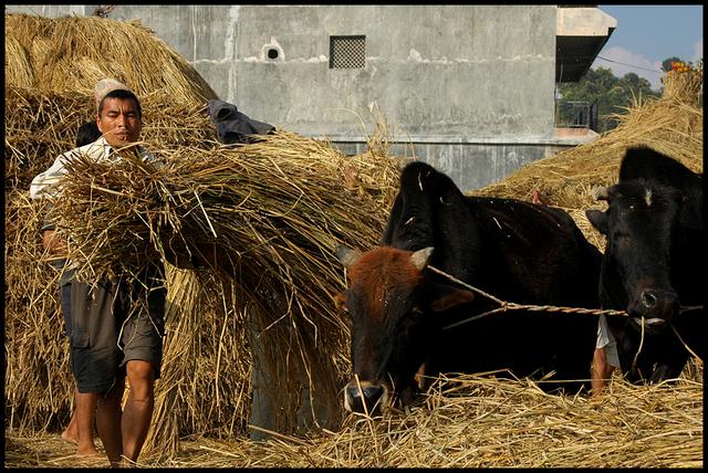 Taureaux et riz