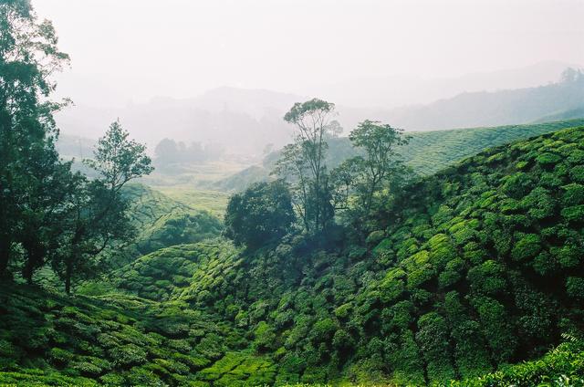 Plantation de thé 