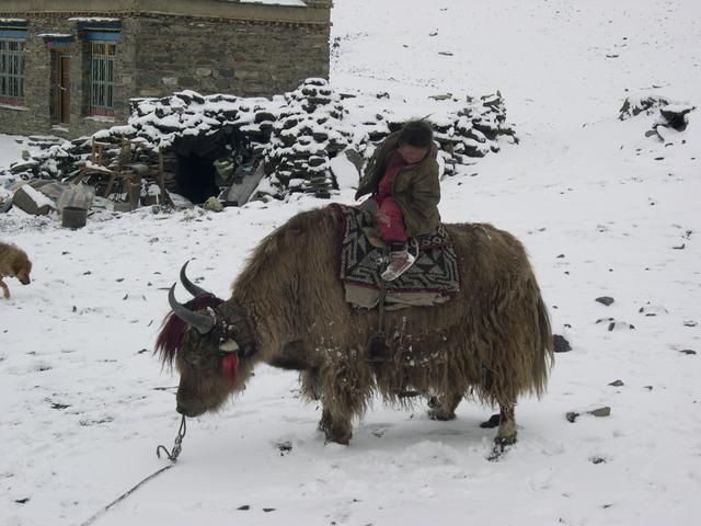 Yack dans la neige