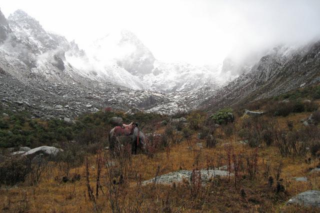 Cheval dans une haute vallée