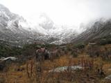 Cheval dans une haute vallée