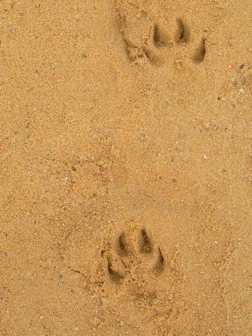 Empreintes de pattes dans le sable 