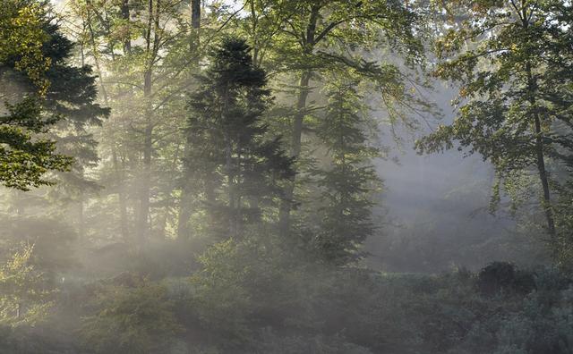 Traces de brume