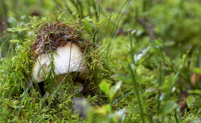 Champignon caché