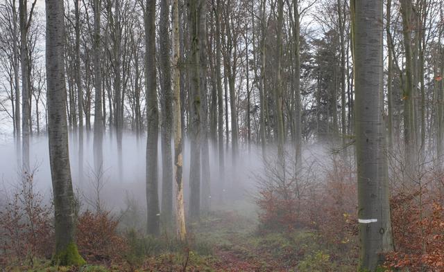 Suivre la piste dans la forêt 