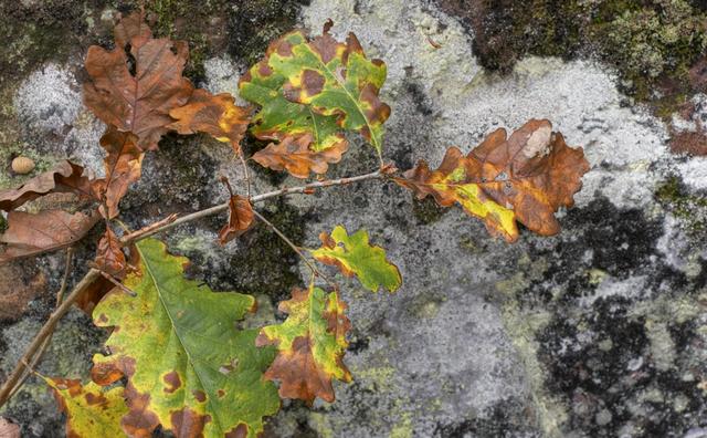 Traces de lichen et d'automne