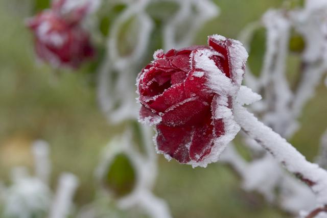 Frimas au jardin 