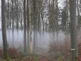 Suivre la piste dans la forêt 