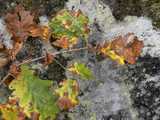 Traces de lichen et d'automne