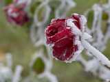 Frimas au jardin 