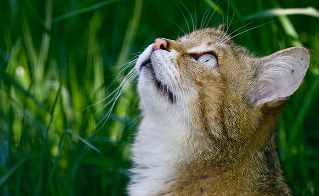 Le Chat sauvage