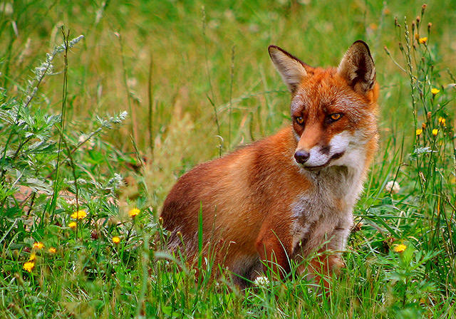 Le Renard roux