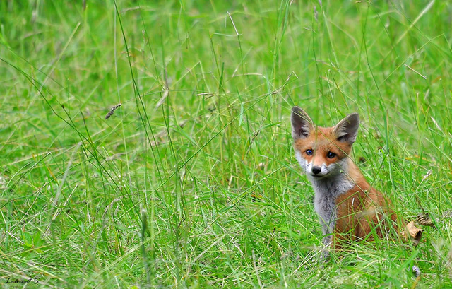 Le Renard roux