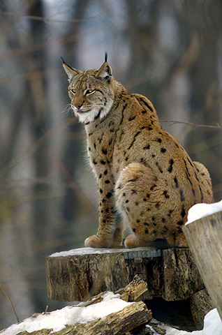 Le Lynx boréal