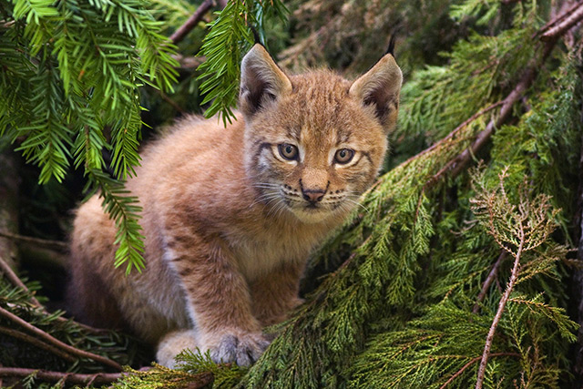 Le Lynx boréal