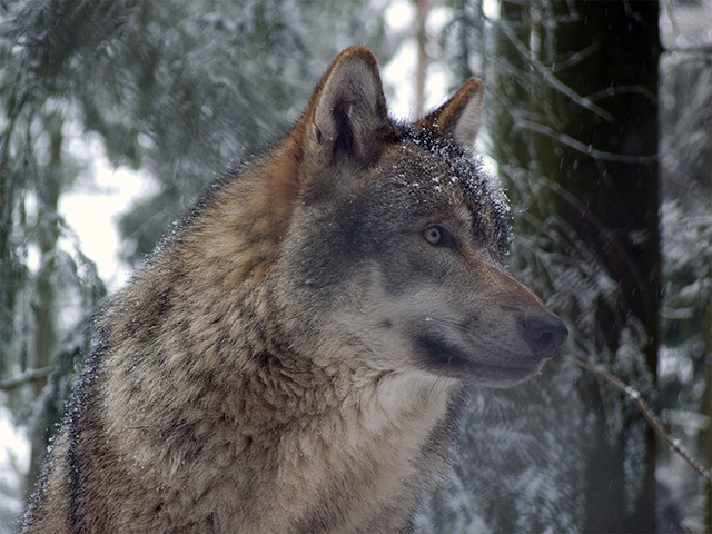 Le Loup gris