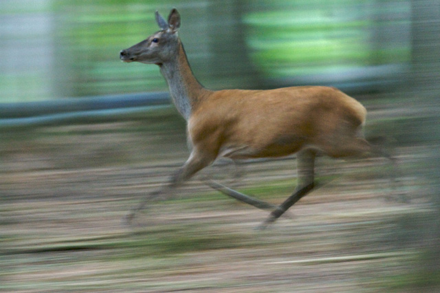 Le Cerf élaphe