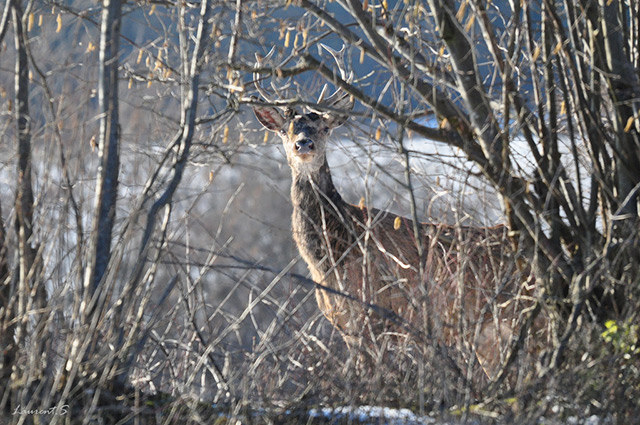 Le Cerf élaphe