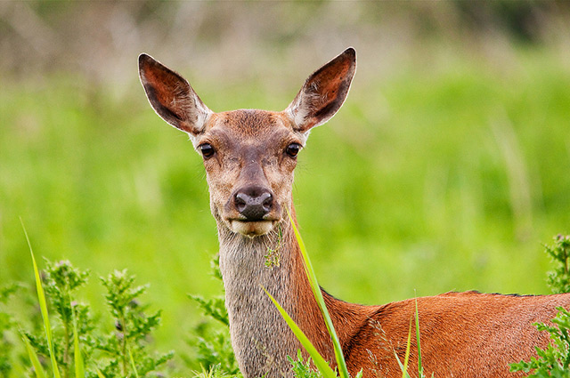 Le Cerf élaphe