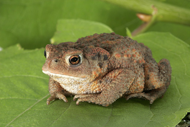 Le Crapaud commun