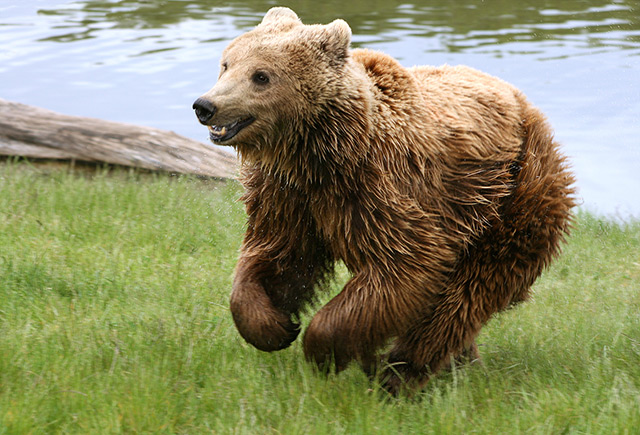 L'Ours brun