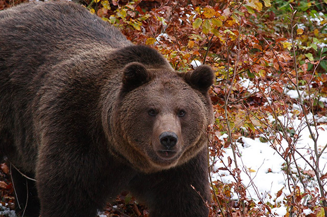 L'Ours brun