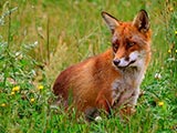 Les animaux de nos forêts